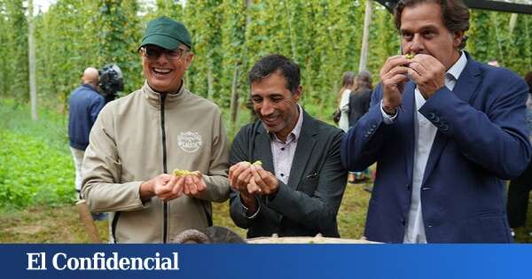 Todo por el lúpulo: Galicia resucita el 'oro verde' que 'amarga' la cerveza