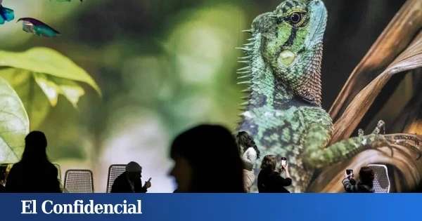 Vive la nueva exposición inmersiva de 'National Geographic' en Barcelona: una aventura por la naturaleza con entrada gratuita para menores de 16 años