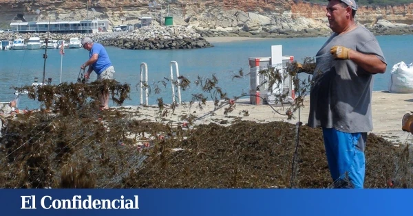 Terror de pescadores en Conil y de turistas en Cádiz: el alga invasora llega más lejos que nunca