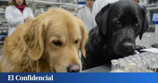 Antes de los síntomas y con un 98 % de acierto: los perros pueden 'oler' algo que en España sufren 300.000 personas