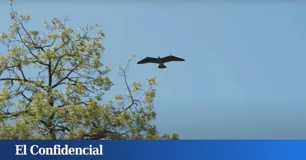 Los nuevos drones chinos indistinguibles de los pájaros que lanzan bombas sobre el enemigo