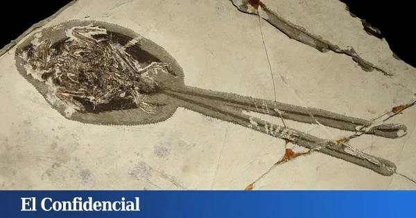 Un fósil con 121 millones de años revela que en China hubo un 'dragón' que convivió con los dinosaurios