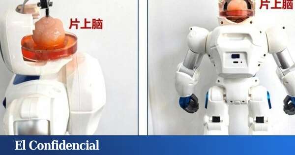 Así es el robot chino controlado por un cerebro de células humanas