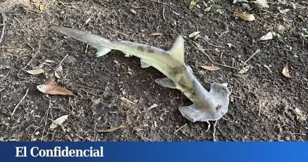 Un tiburón martillo cae del cielo en un campo de golf y la ciencia trata de dar una explicación