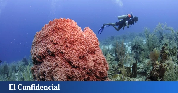 Los fondos oceánicos cambian de color: es el resultado del 'peor evento global' jamás registrado