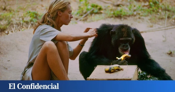 Dónde ver el documental sobre Jane Goodall, realizado a partir de 100 horas de grabaciones inéditas