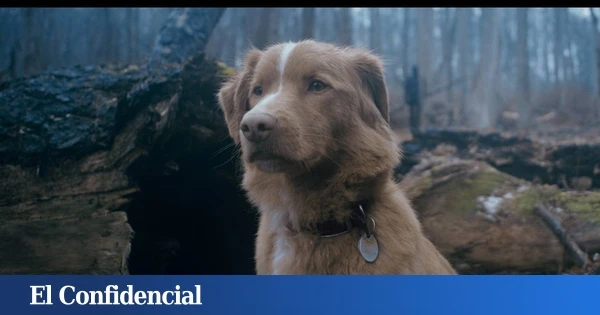 Una historia de terror desde el punto de vista de un perro: la película que ha conquistado EEUU llega al Festival de Sitges