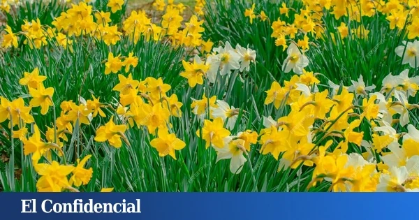 Dónde ver narcisos en flor cerca de Madrid: jardines y rutas de montaña para disfrutar en primavera