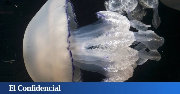 Científicos españoles encuentran un uso sorprendente para las medusas y dan solución a un problema importante para la pesca
