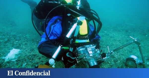 'Pyura herdmani', la especie invasora llegada de África que amenaza al mejillón en las Rías Baixas