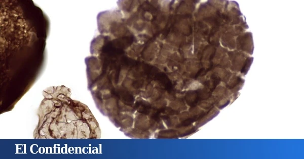 Una roca en Australia de hace 1.700M de años obliga a replantear el origen de la vida
