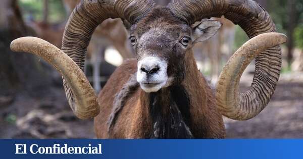 Este granjero de 81 años logró clonar cabras gigantes, pero nadie le va a dar un Nobel