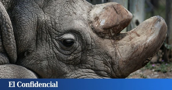 En 1977, un extraño rinoceronte nació en un zoo: hoy sabemos que no debió existir (pero podría salvar a toda una especie)