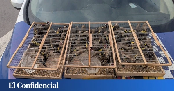 Detenido en Alicante por intentar transportar 83 jilgueros a Argelia en el maletero del coche