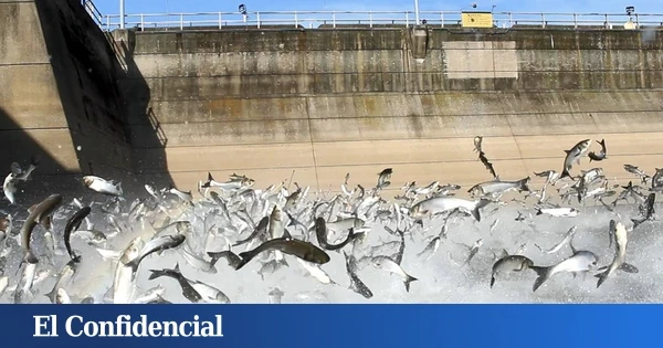 EEUU electrifica el agua de sus ríos: el objetivo es frenar una amenaza procedente de Asia