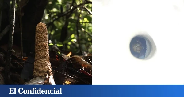 Hacen un agujero en una enigmática estructura en el Amazonas y encuentran a un curioso ocupante: 