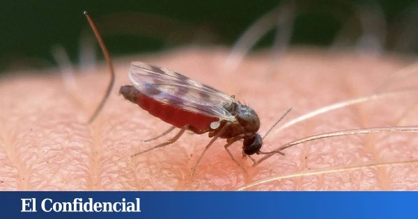 Ni la ropa ni el grupo sanguíneo: la razón por la que te pican los mosquitos tal vez esté dentro de tu intestino