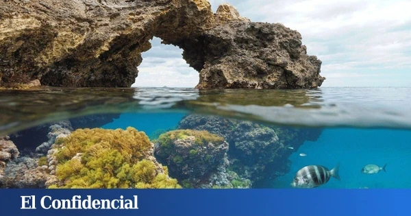 La Bluewave Alliance colabora con SeaWilding en la proyección de 'Ocean', el último documental del biólogo David Attenborough