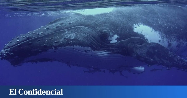La ‘charla’ con una ballena que puede ayudarnos a encontrar inteligencias extraterrestres