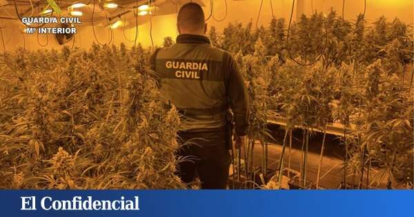 Dos detenidos tras localizar 463 plantas de marihuana en el sótano de El Casar (Guadalajara)