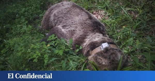 Muere una hembra de oso pardo tras ser atropellada por un vehículo en Villablino (León)