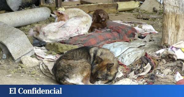 La Guardia Civil denuncia a un vecino de Marín (Pontevedra) por tener perros en 