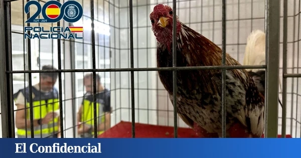 Drogas y (más) peleas de gallos en Coristanco: el “fuerte cacareo” delató el galpón del ring