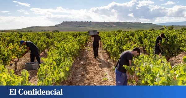 La ¿crisis del tinto? y la 'mudanza' al blanco: de arrancar cepas en Burdeos a precios récord en las Rías Baixas