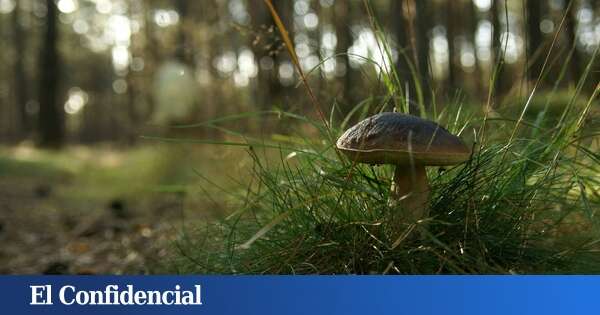 El coto de setas desconocido que está a menos de dos horas de Madrid y que es un paraíso gastronómico