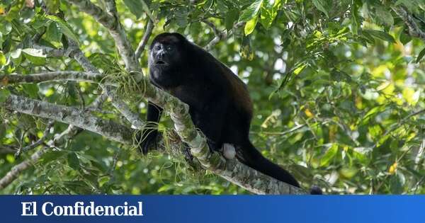 Ni los perros ni los gatos: un estudio revela cuáles son los animales que consumen alcohol por placer