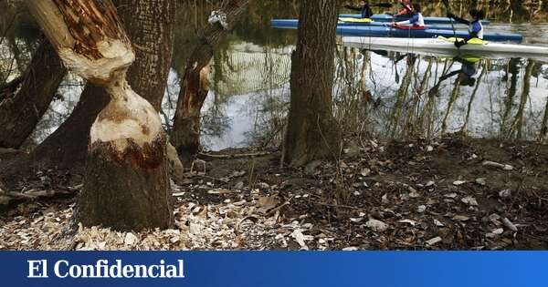 Alguien ha devuelto los castores a España y están causando estragos en los frutales del Ebro