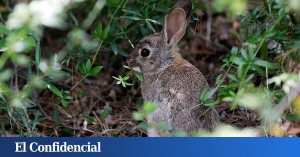 Los conejos están destruyendo la agricultura de Madrid: la culpa es de las infraestructuras