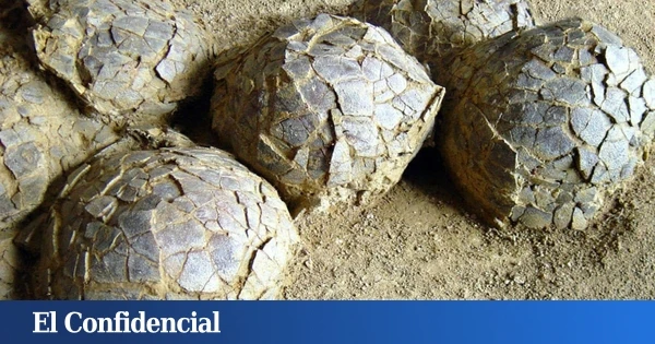 Francia realiza una excavación y encuentra más de 100 extraños huevos de 5 kg cada uno de hace 72M de años