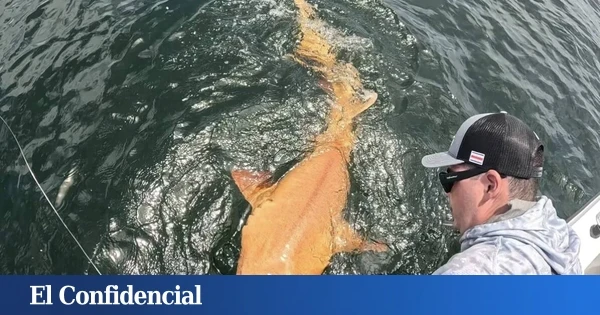 ¿Cómo es posible? Salen a pescar y lo que muerde el anzuelo es un tiburón naranja