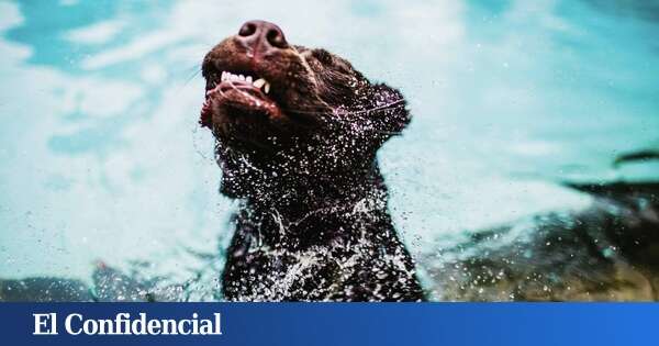 Simulan 15.000 años de evolución y descubren cómo los perros fueron domesticados realmente