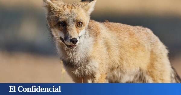 Zorros vs. buitres: un vídeo inédito muestra la brutal lucha por la supervivencia en la naturaleza