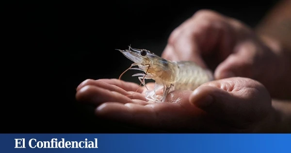 El sueño 'noruego' de langostinos ecológicos que se hizo realidad en plena meseta castellana