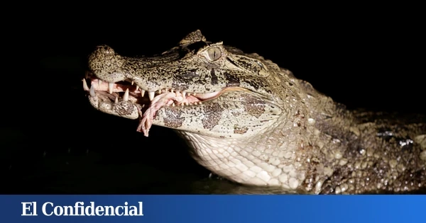 Unos pescadores capturan un caimán yacaré en el pantano de Almansa (Albacete)