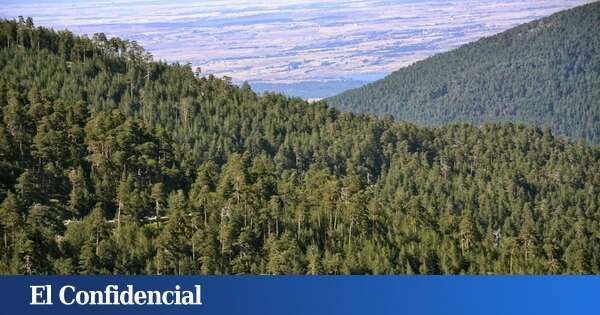 Este es el monte a una hora de Madrid que concentra uno de los bosques con mayor número de setas