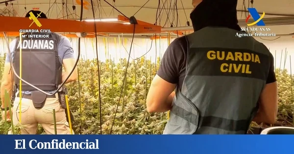 Desmantelan en Sanlúcar (Cádiz) una plantación de marihuana oculta bajo una granja avícola