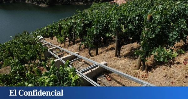 La DO Penedès hace historia con la primera vendimia 100 % ecológica en el mundo