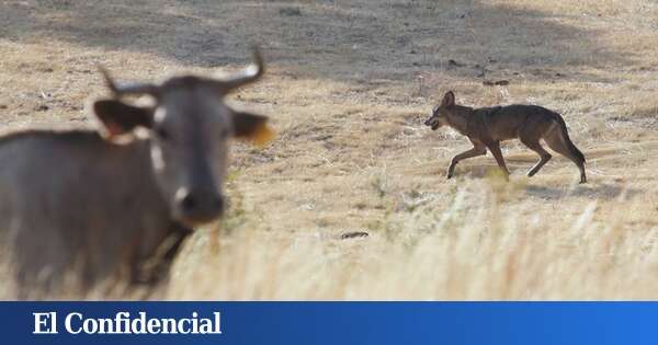 Tras el lobo en Guadarrama: 