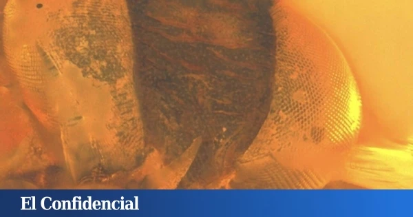 Al estilo Jurassic Park: una piedra de ámbar con 99M de años revela quién 'encendía las velas' a los dinosaurios