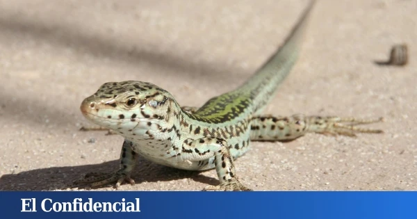 La invasión silenciosa que está borrando a la lagartija de las Pitiusas: el 90% de Ibiza ya tiene un nuevo dueño