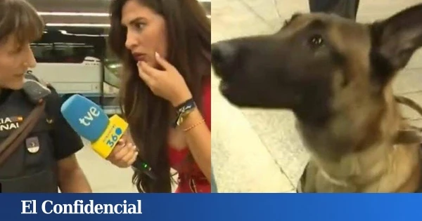 El 'show' en el directo de 'Mañaneros' de TVE de un perro policía al encontrar droga en Sanfermines: 