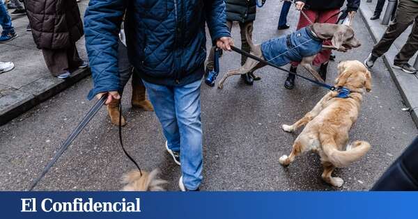 Alerta por perros envenenados en este barrio de Madrid: ya han muerto dos y hay varios afectados