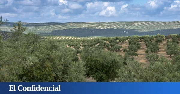 Olivos de Jaén vs. placas solares: la pugna que enfada a los agricultores y une a Vox y Podemos