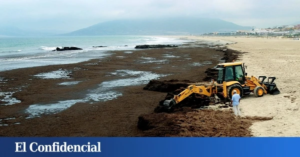 El alga asiática, la plaga de las costas gaditanas que amenaza con extenderse a otras zonas de España: se recogen decenas de kilos al día