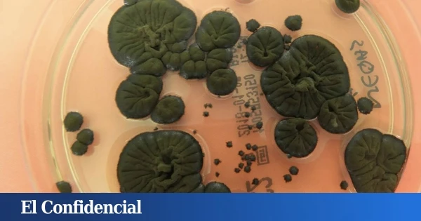 Analizan los hongos negros de Chernóbil y descubren que guardan el secreto para hacer posibles los viajes espaciales