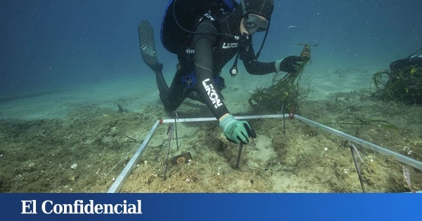 La Bluewave Alliance y la Asociación Vellmarí plantan más de 37.000 plantas de posidonia para proteger el Mediterráneo